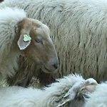 De Zegelskoel Apartamento