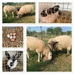 De Zegelskoel Apartamento