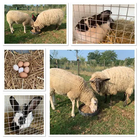 De Zegelskoel Lägenhet