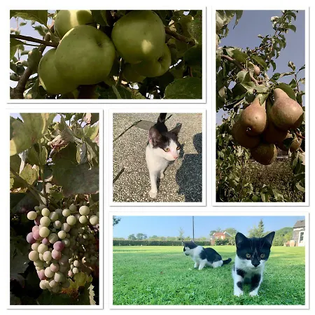 De Zegelskoel Lägenhet Heijenrath