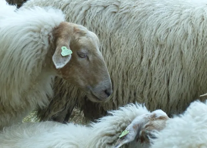 De Zegelskoel Apartment