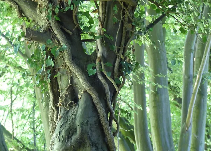 De Zegelskoël Appartement *