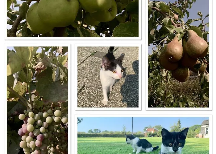 De Zegelskoel Apartment Heijenrath